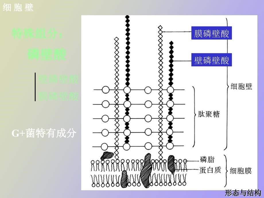 细菌的大小与形态_第5页