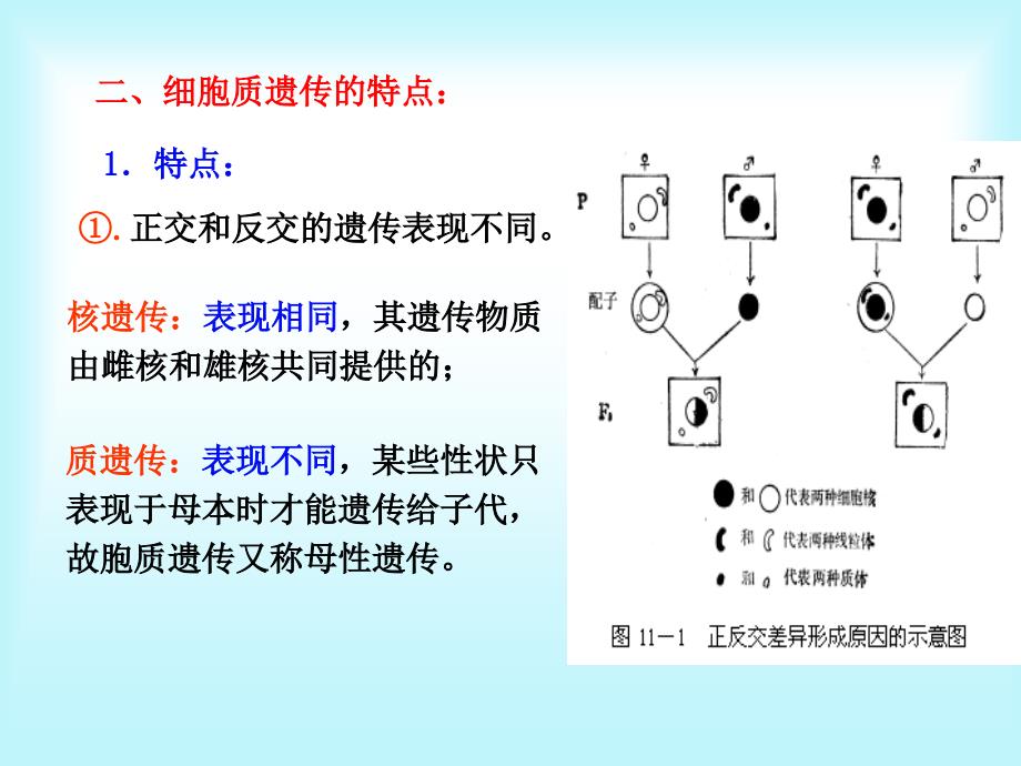 第十一章 细胞质遗传_第4页