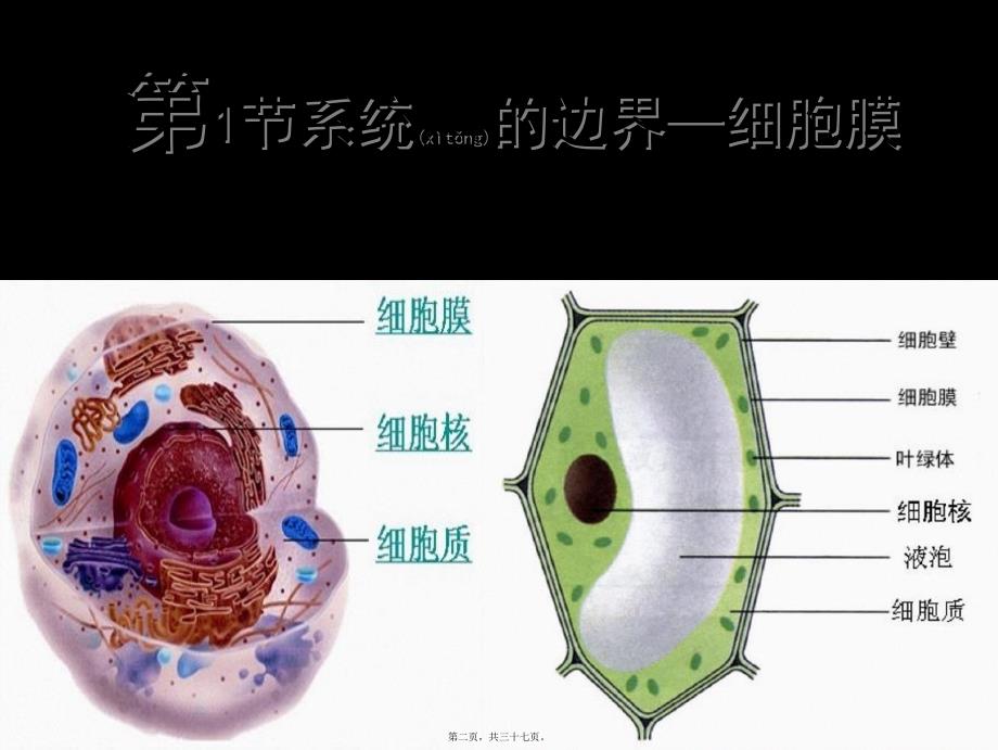 医学专题—细胞膜公开课版本28245_第2页