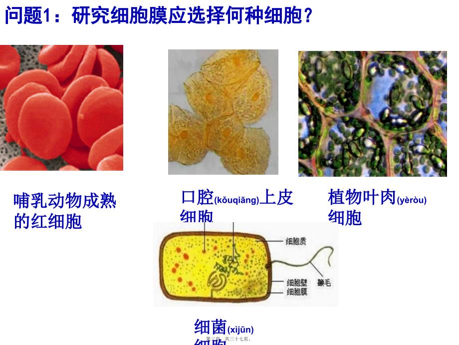 医学专题—细胞膜公开课版本28245_第3页