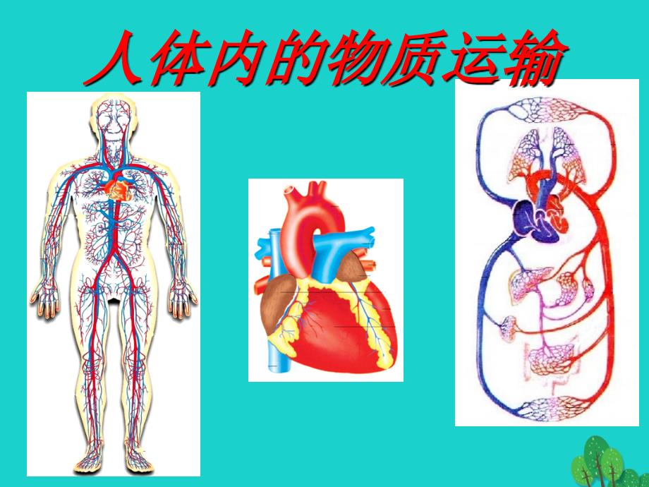 八年级生物上册 15.1 人体内的物质运输课件 苏科版_第1页