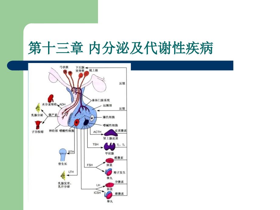 内分泌及代谢性疾病_第1页