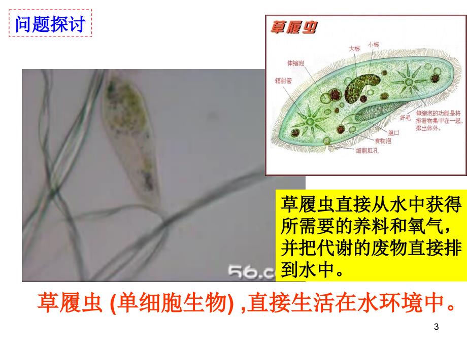 1.1细胞生活的环境课件ppt_第3页