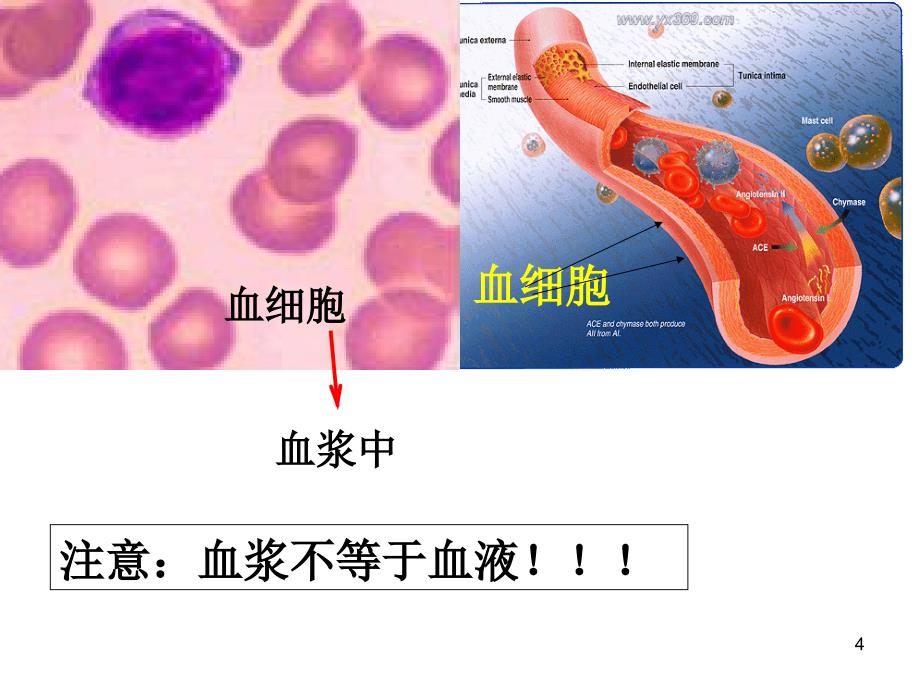 1.1细胞生活的环境课件ppt_第4页