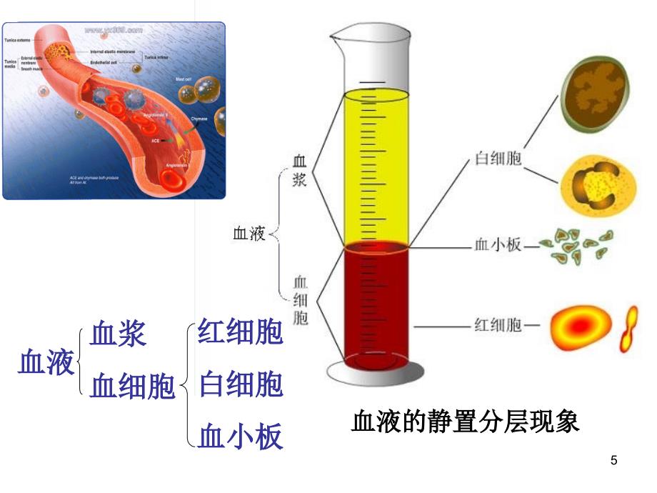 1.1细胞生活的环境课件ppt_第5页