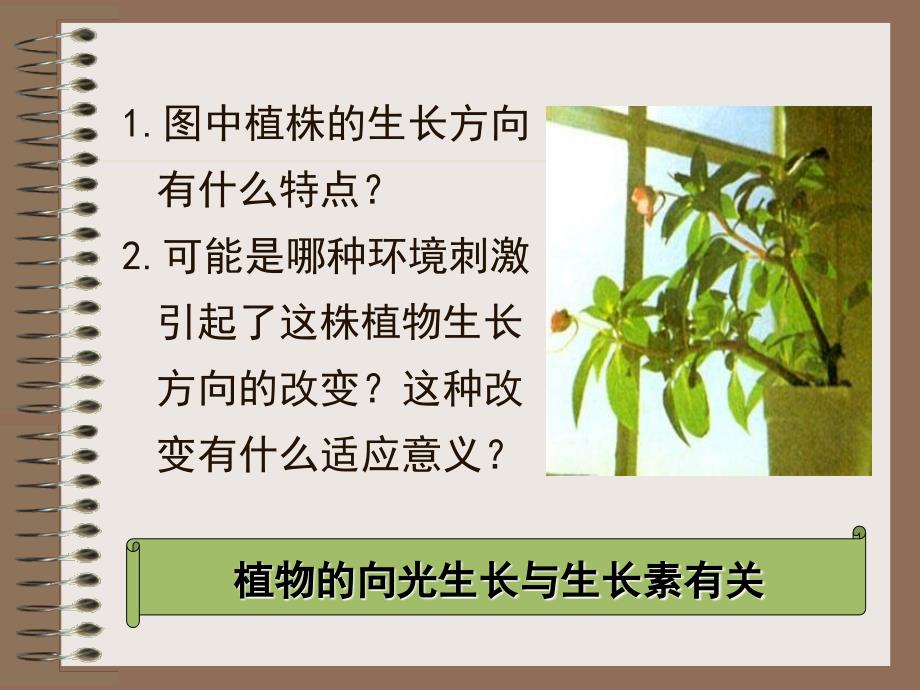 《植物激素》PPT课件_第2页