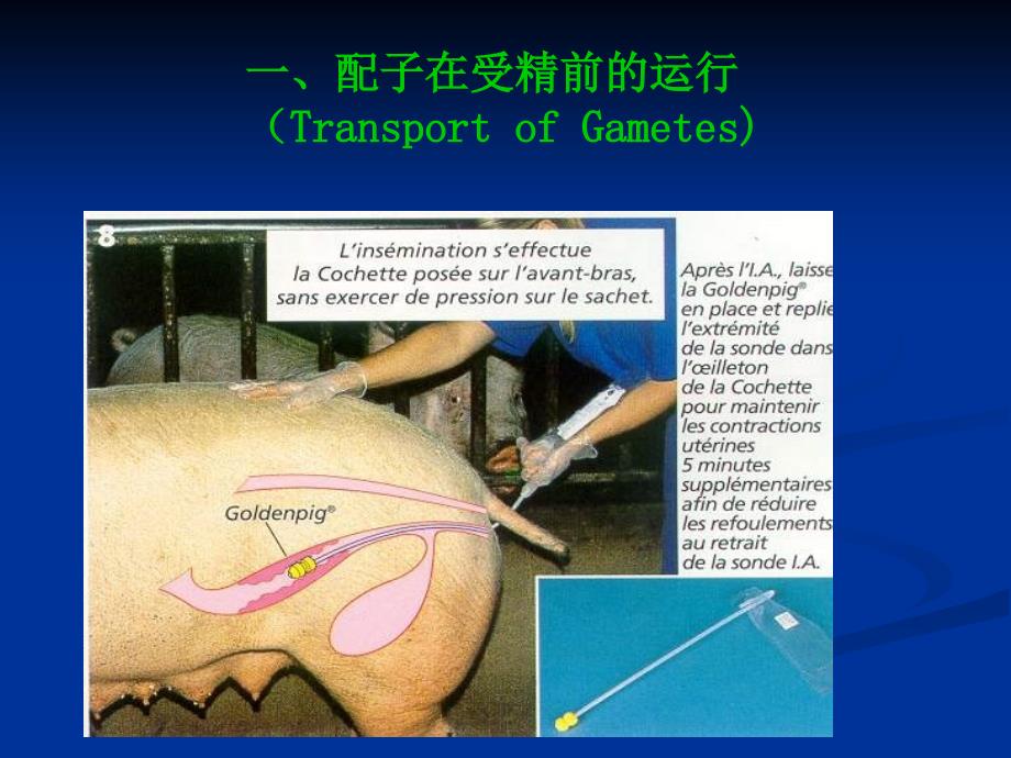 家畜繁殖学第5章 受精、妊娠与分娩()_第3页