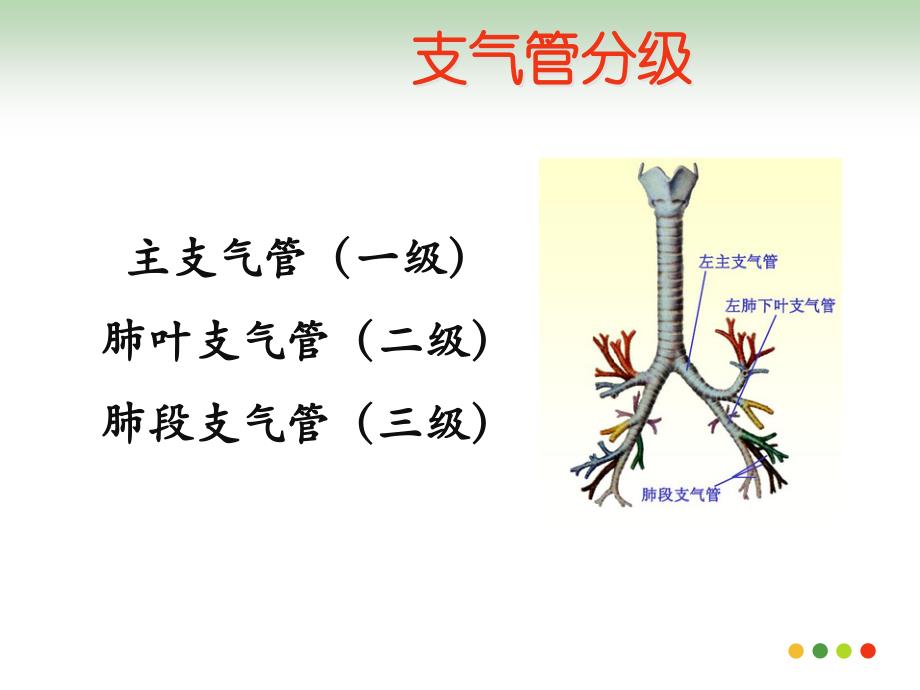 支气管命名PPT_第2页