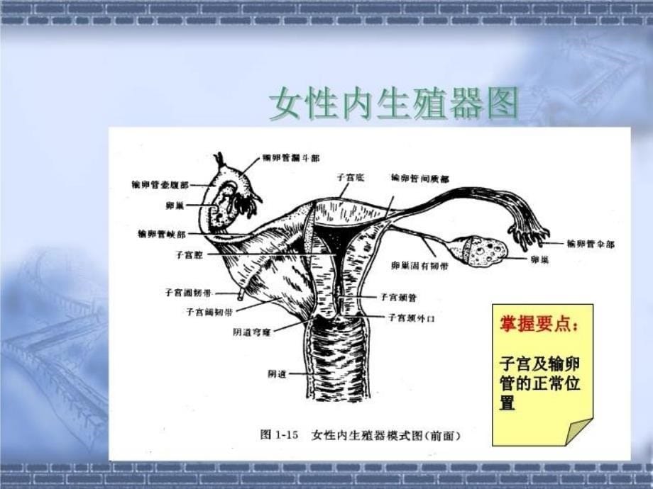 最新异位妊娠妇产教学PPT课件_第5页