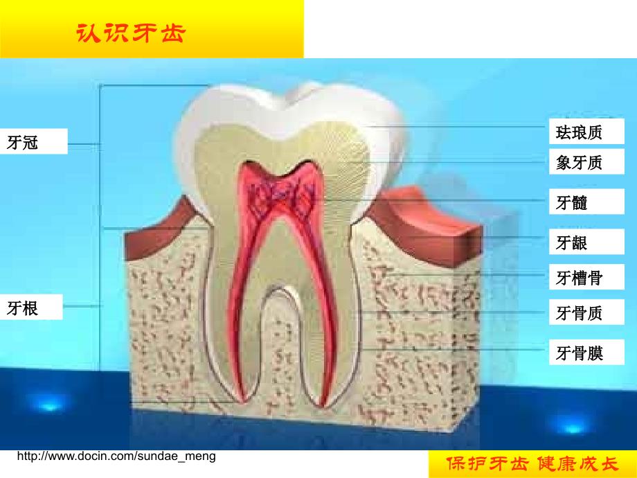 【幼儿教育】大班爱牙日课件_第3页