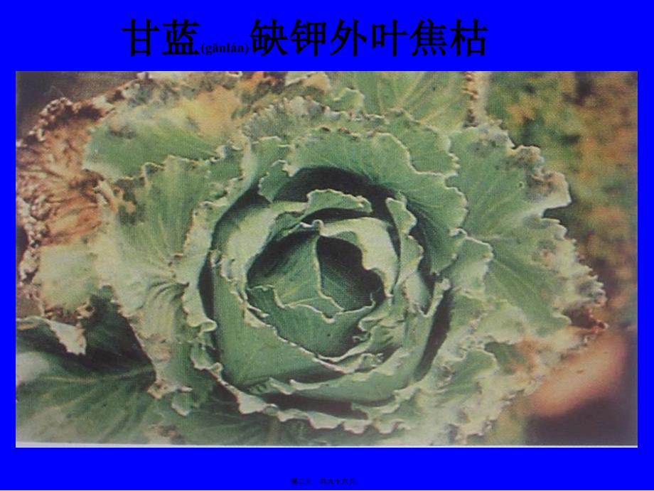 医学专题—植物缺素症总汇_第2页