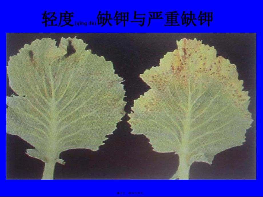 医学专题—植物缺素症总汇_第3页