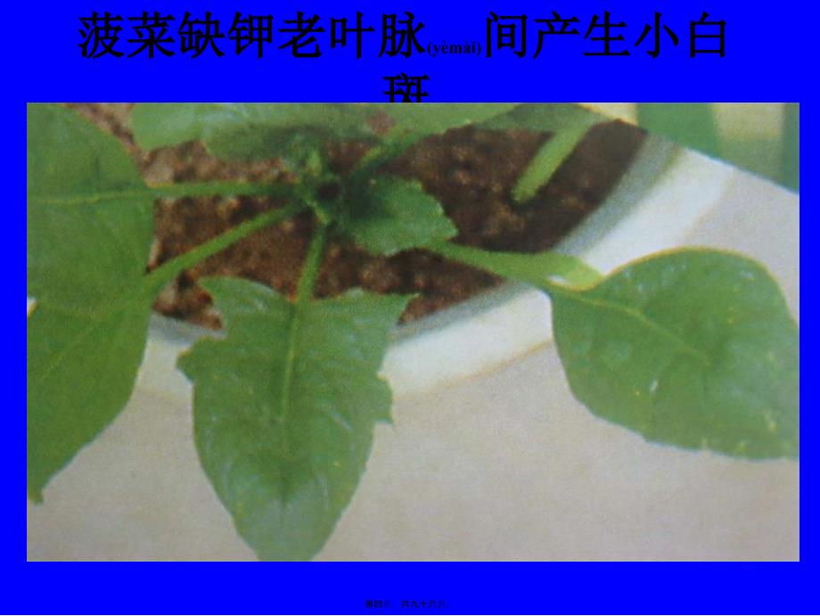 医学专题—植物缺素症总汇_第4页