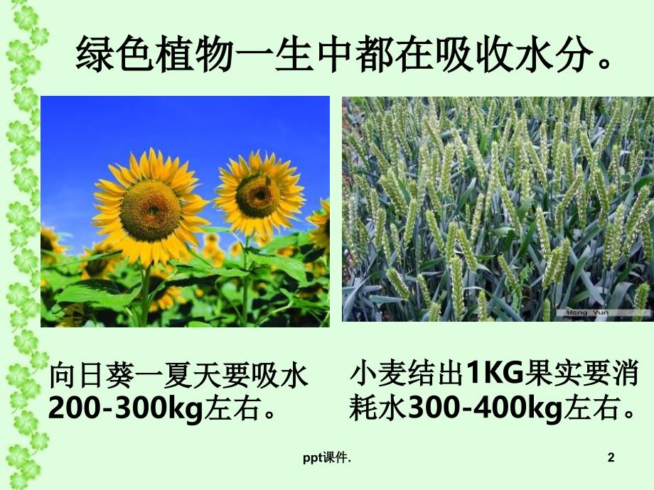 八年级生物绿色植物与生物圈中的水循环ppt课件_第2页