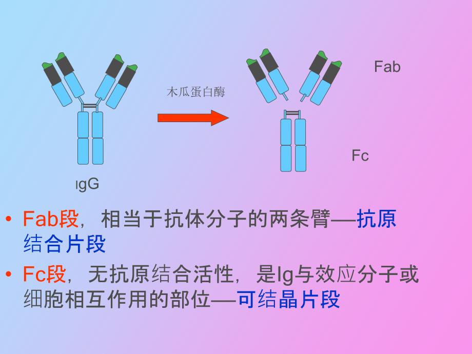 疫球蛋白的功能_第3页