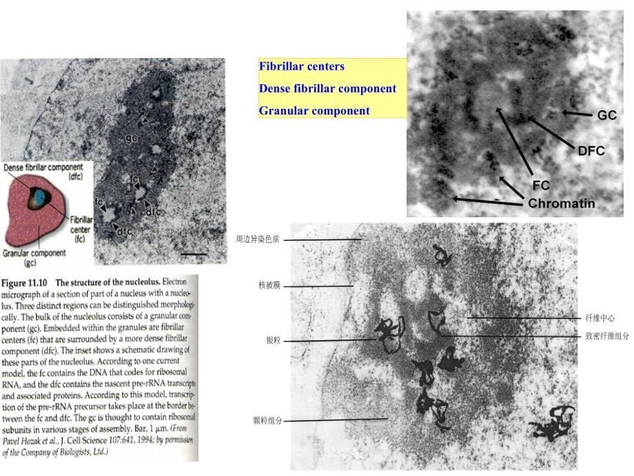 细胞核与染色体7_第5页