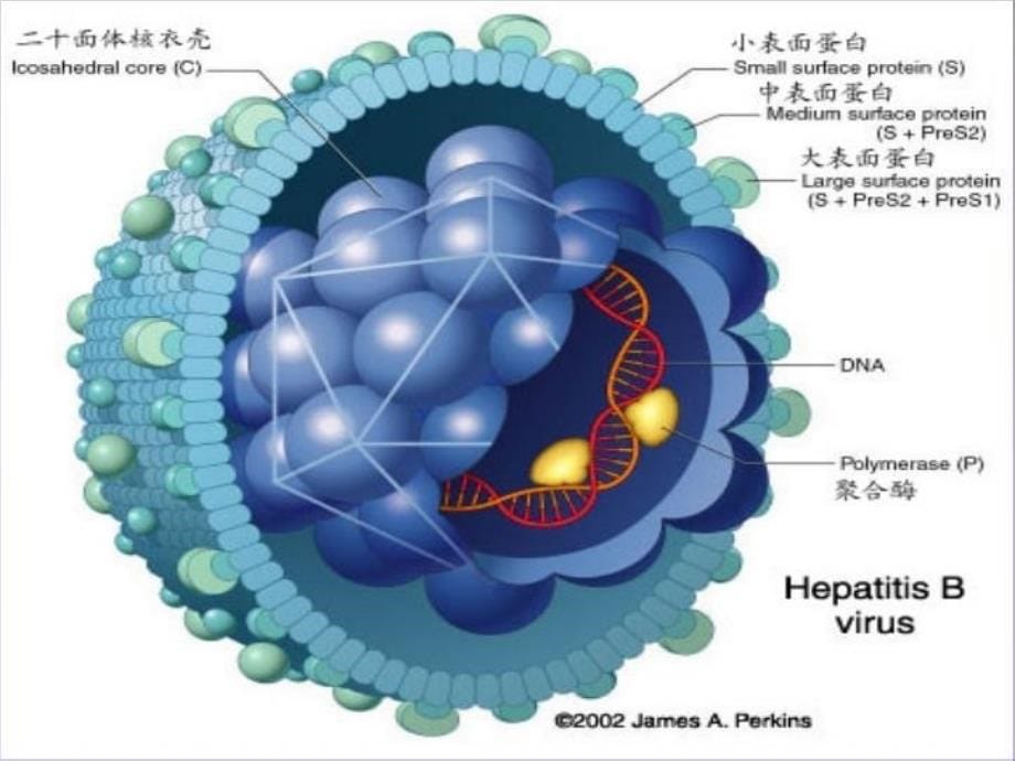 乙肝五项的临床意义_第5页