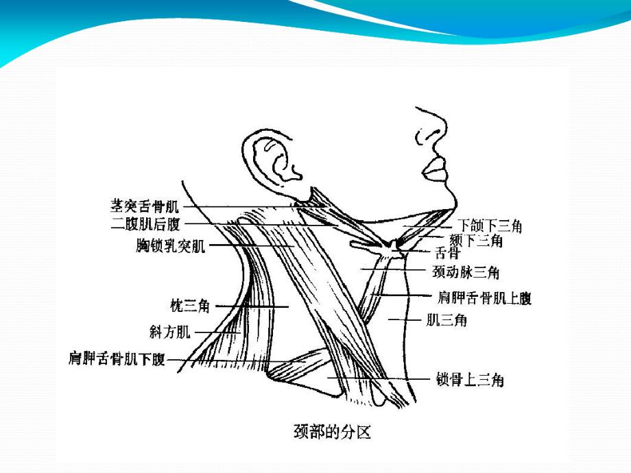 甲状腺及甲状旁腺解剖.ppt课件_第2页