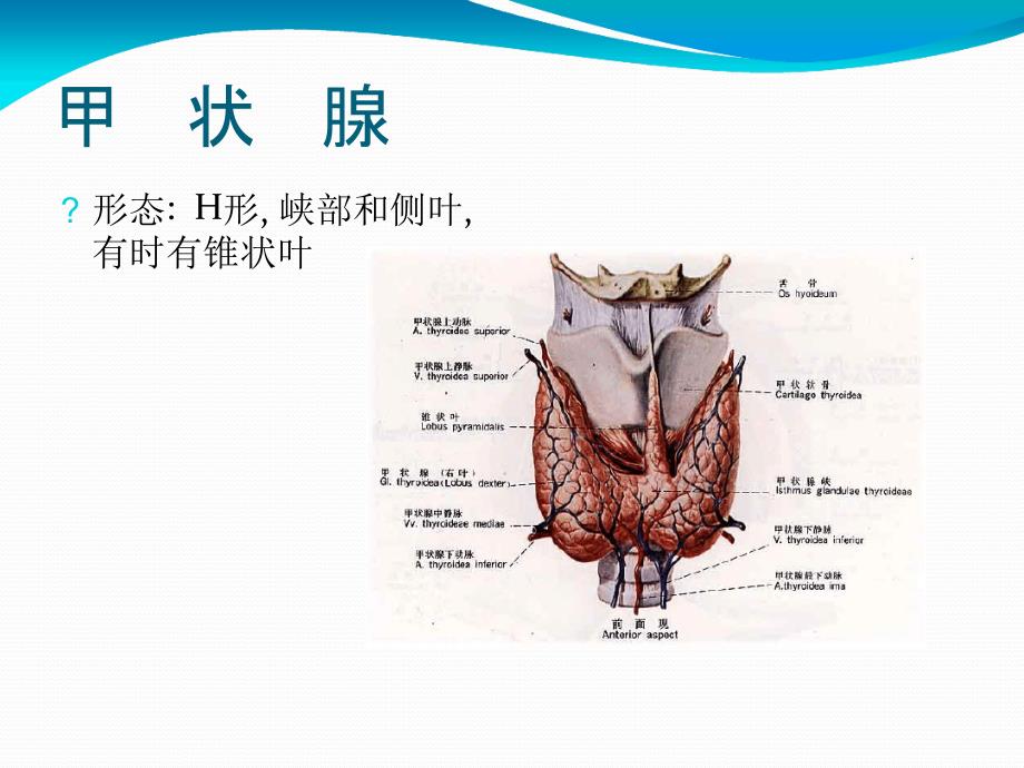 甲状腺及甲状旁腺解剖.ppt课件_第3页