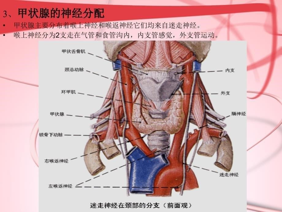 甲状腺肿块--好模板课件_第5页