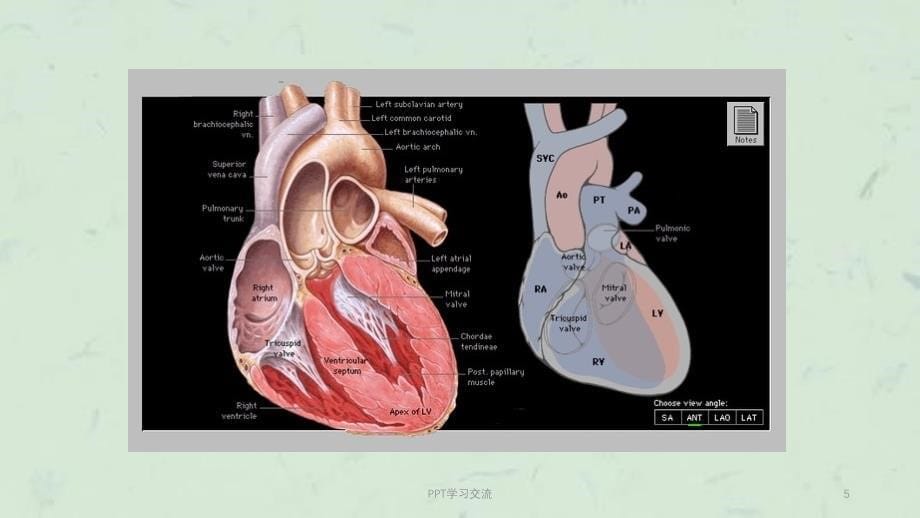 儿童先天性心脏病ppt课件_第5页