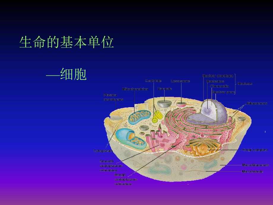 现代生命科学导论第6章生命的化学基础PPT教学课件_第3页