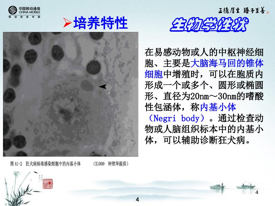 卫校讲稿第15次课狂犬病毒_第4页