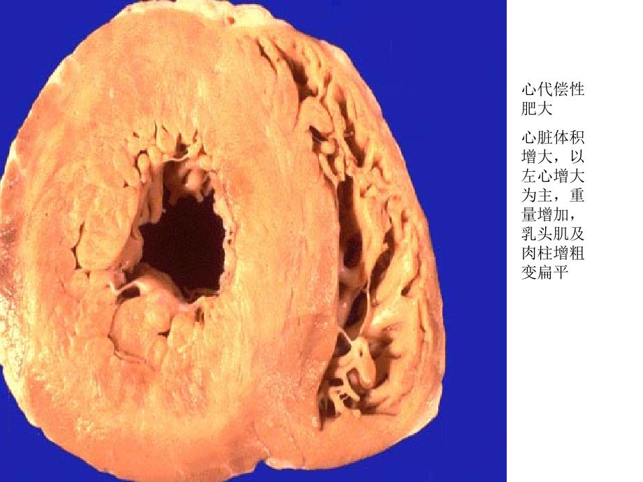 病理实验图文并茂X考试图片_第3页