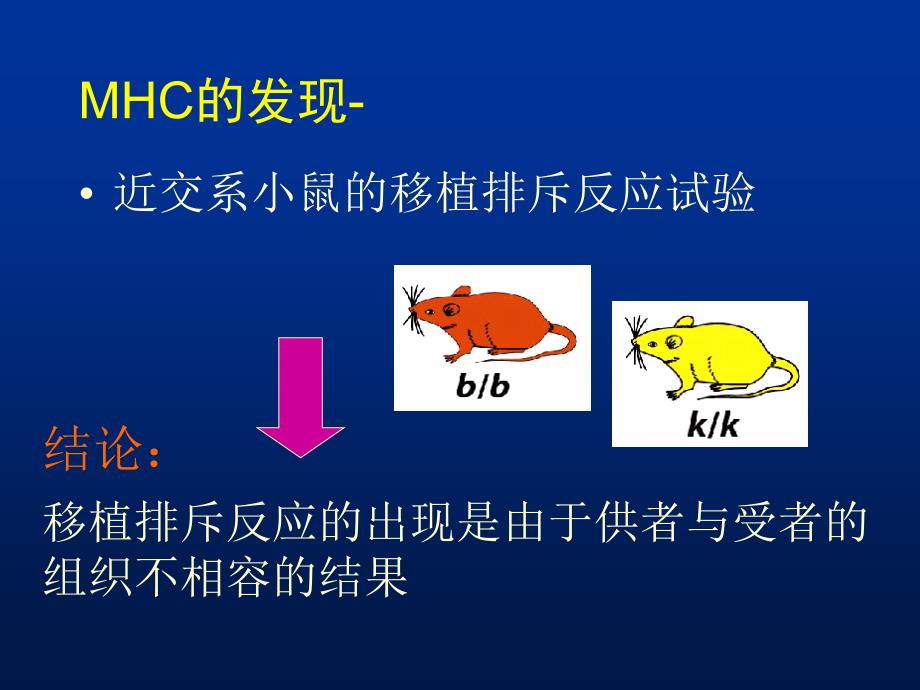 医学免疫学教学课件：chap 8 主要组织相容性复合体及其编码分子_第2页