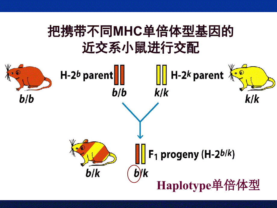 医学免疫学教学课件：chap 8 主要组织相容性复合体及其编码分子_第3页