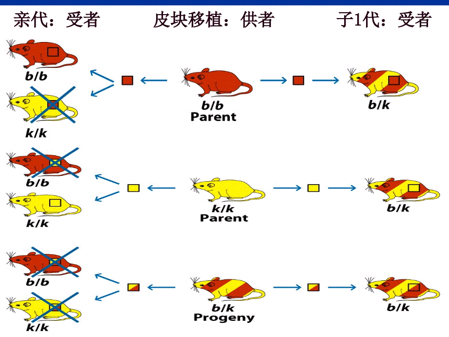 医学免疫学教学课件：chap 8 主要组织相容性复合体及其编码分子_第4页