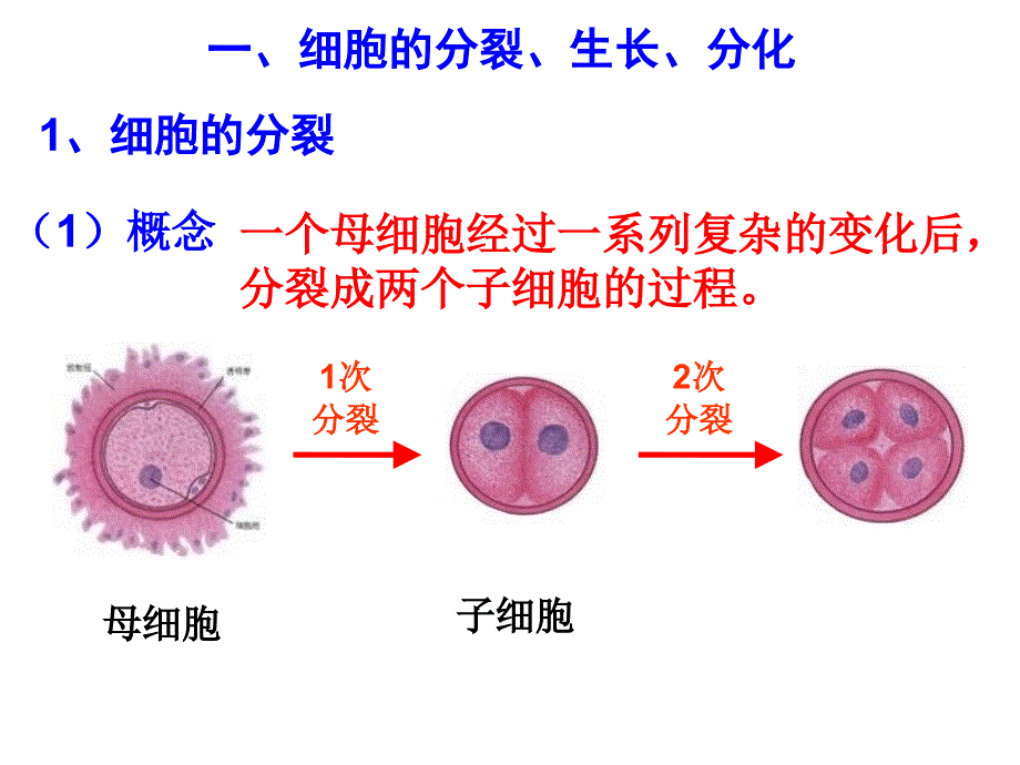 23生物体的结构层次教学课件15精品_第4页