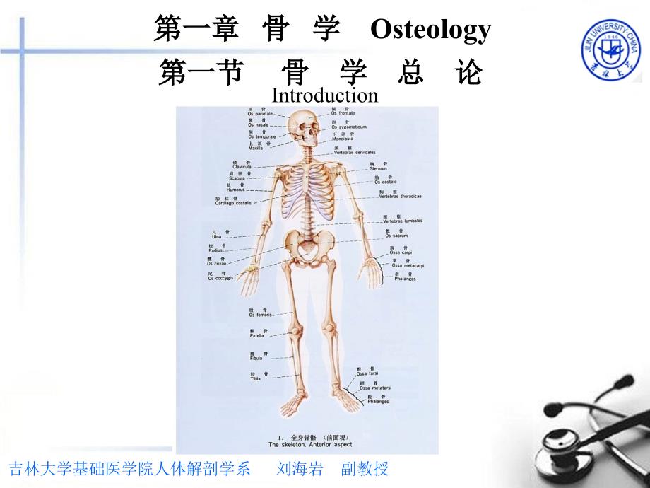 解剖医学课件：骨学总论大课_第2页