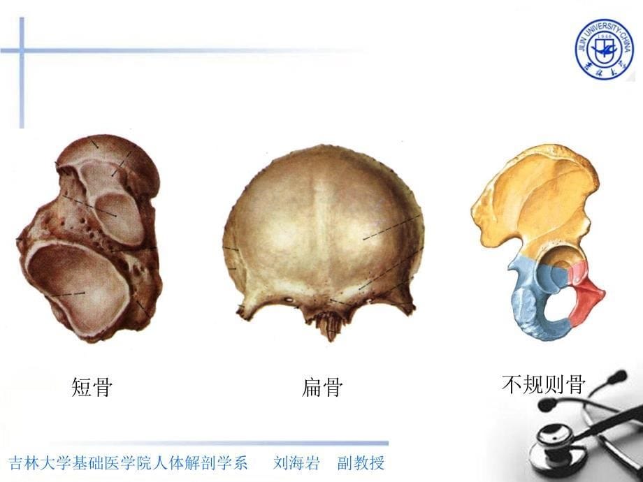 解剖医学课件：骨学总论大课_第5页