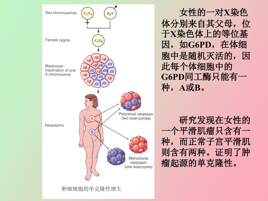 肿瘤的概念和一般形态_第4页