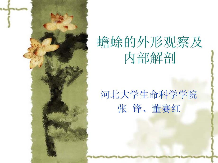 动物生物学实验课件实验十三蟾蜍_第1页