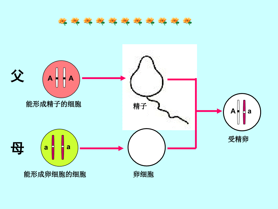 《基因的显性和隐性》PPT课件_第3页