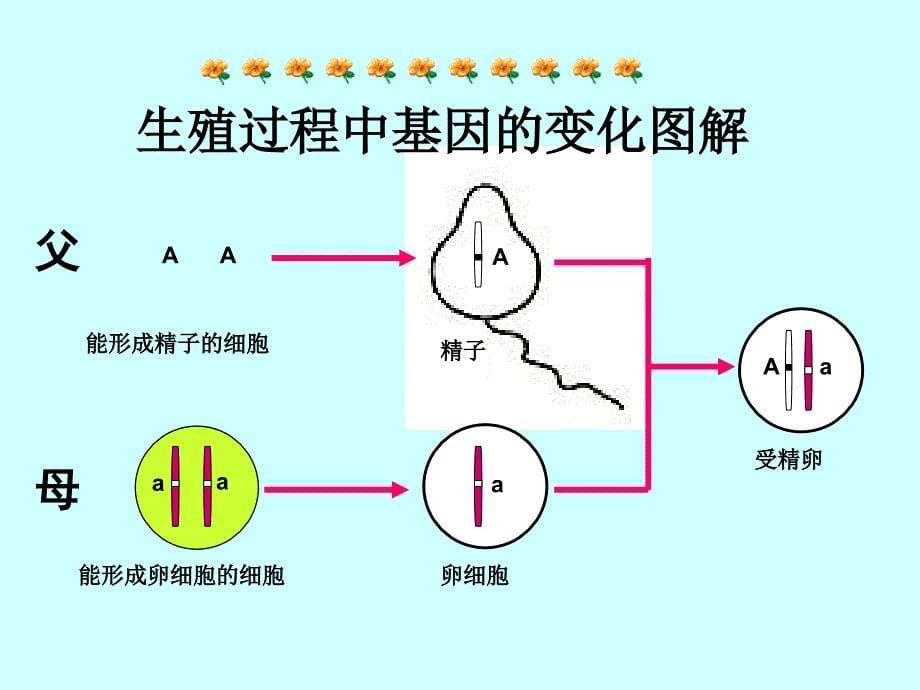 《基因的显性和隐性》PPT课件_第5页