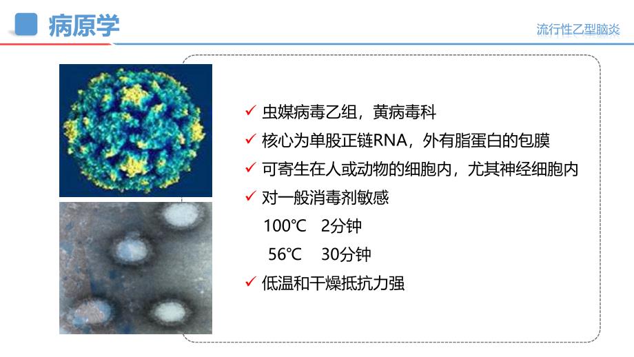 流行性乙型脑炎.ppt_第4页