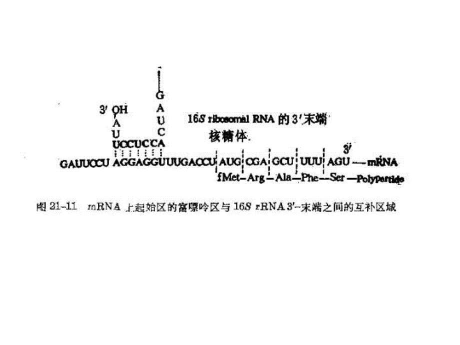 最新十五章蛋白质的合成ppt课件_第4页