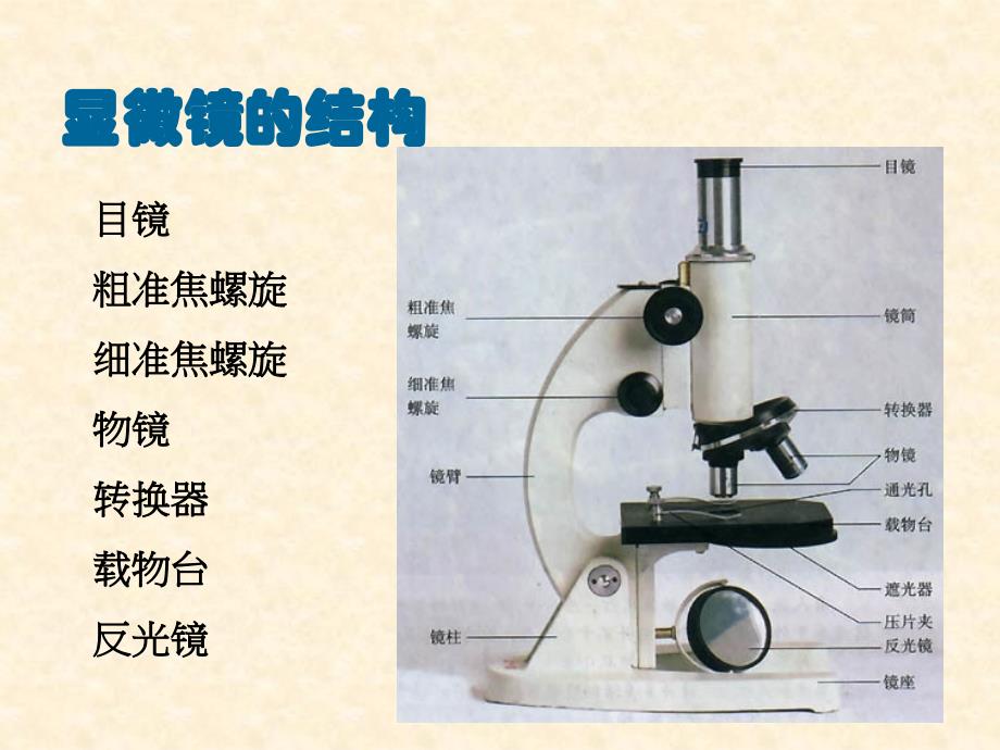 高倍显微镜的使用方法_第2页