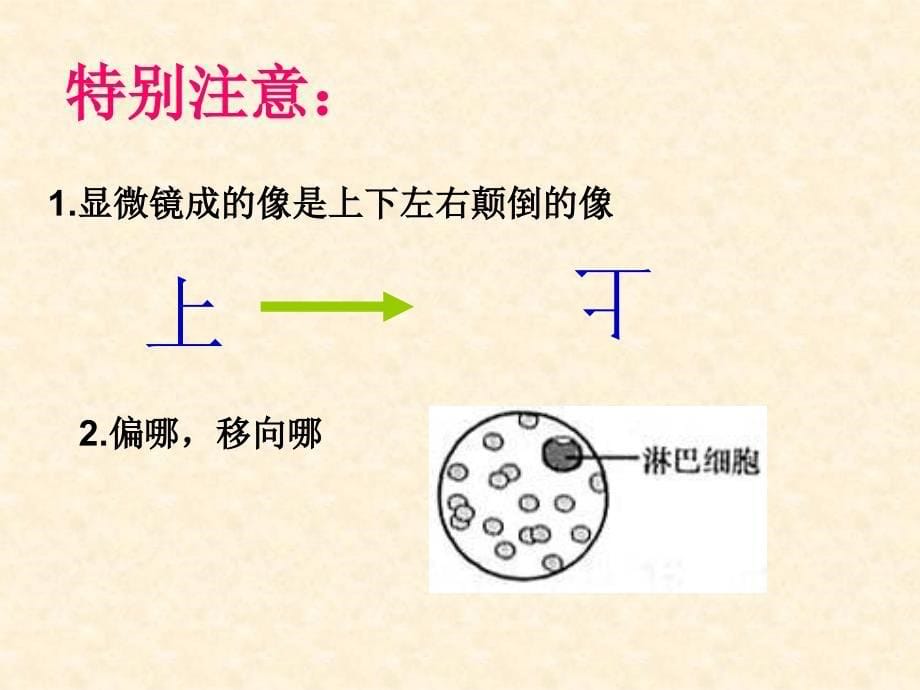 高倍显微镜的使用方法_第5页