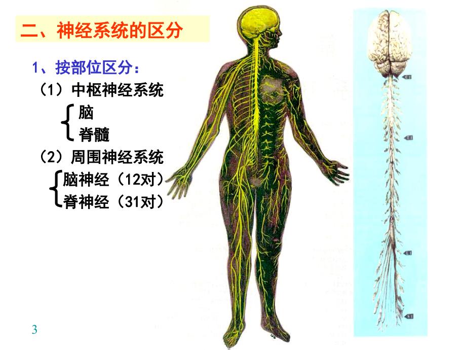 正常人体解剖学：18 神经系统概述、脊髓_第3页