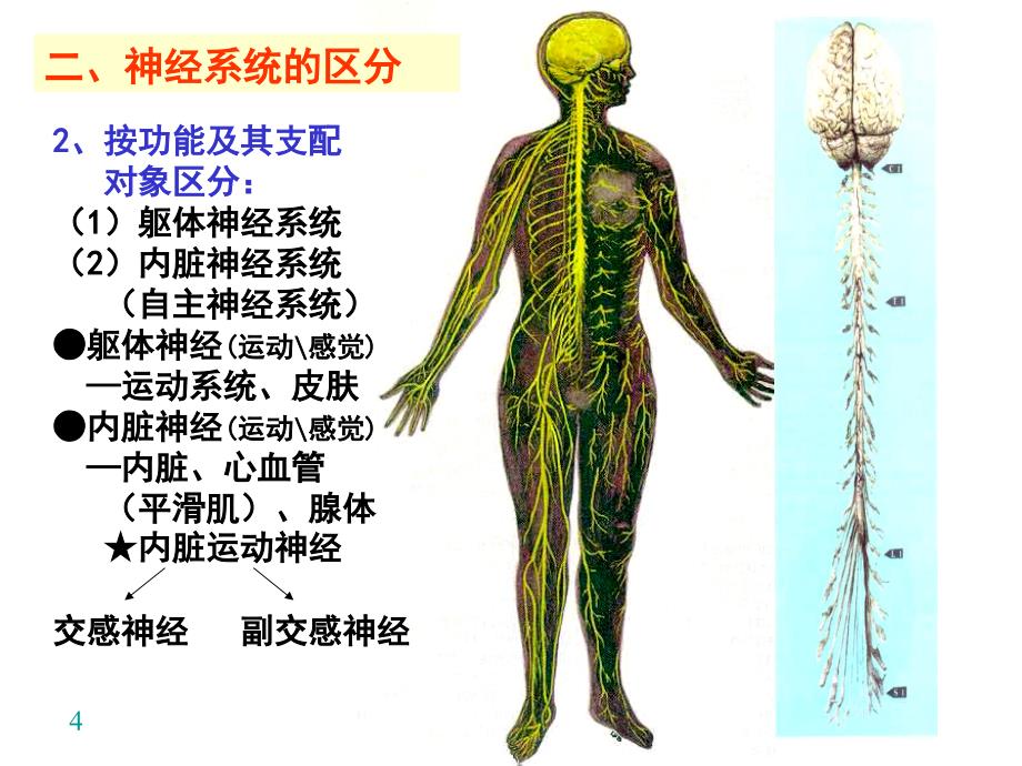 正常人体解剖学：18 神经系统概述、脊髓_第4页