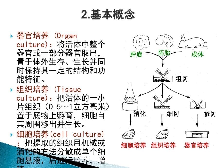 细胞培养及材料细胞毒性检测_第5页