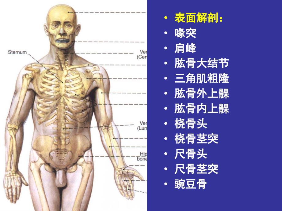 上肢前区颈前区腹前外侧壁_第2页