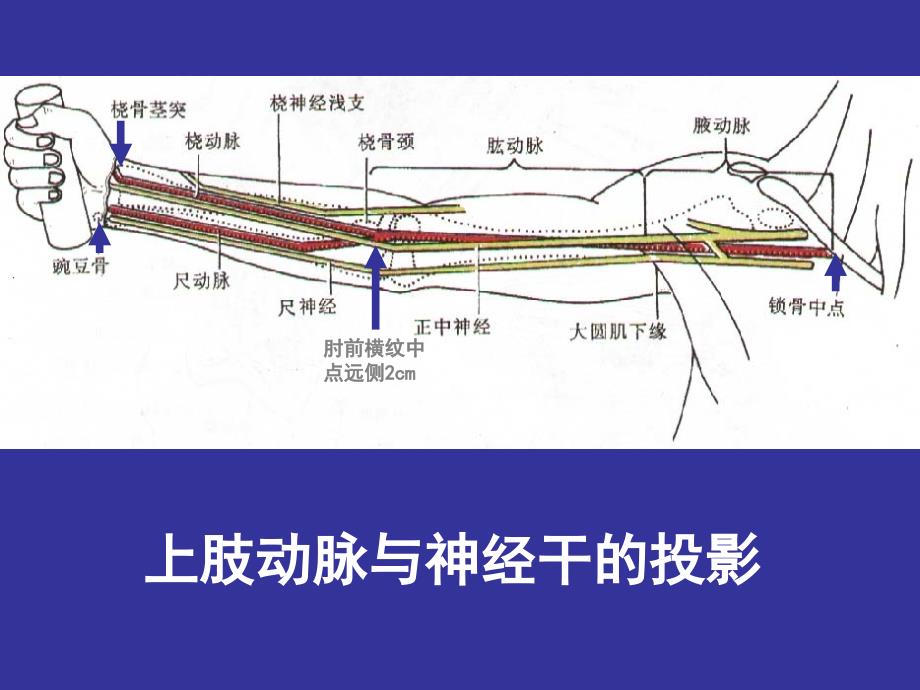 上肢前区颈前区腹前外侧壁_第3页