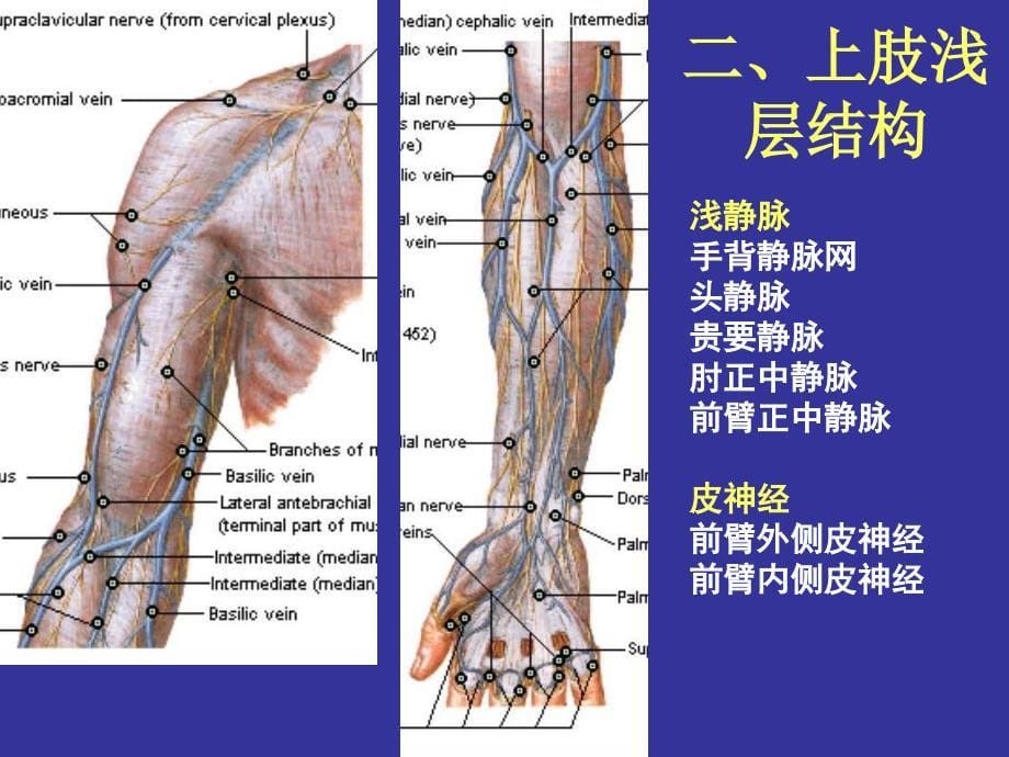 上肢前区颈前区腹前外侧壁_第5页