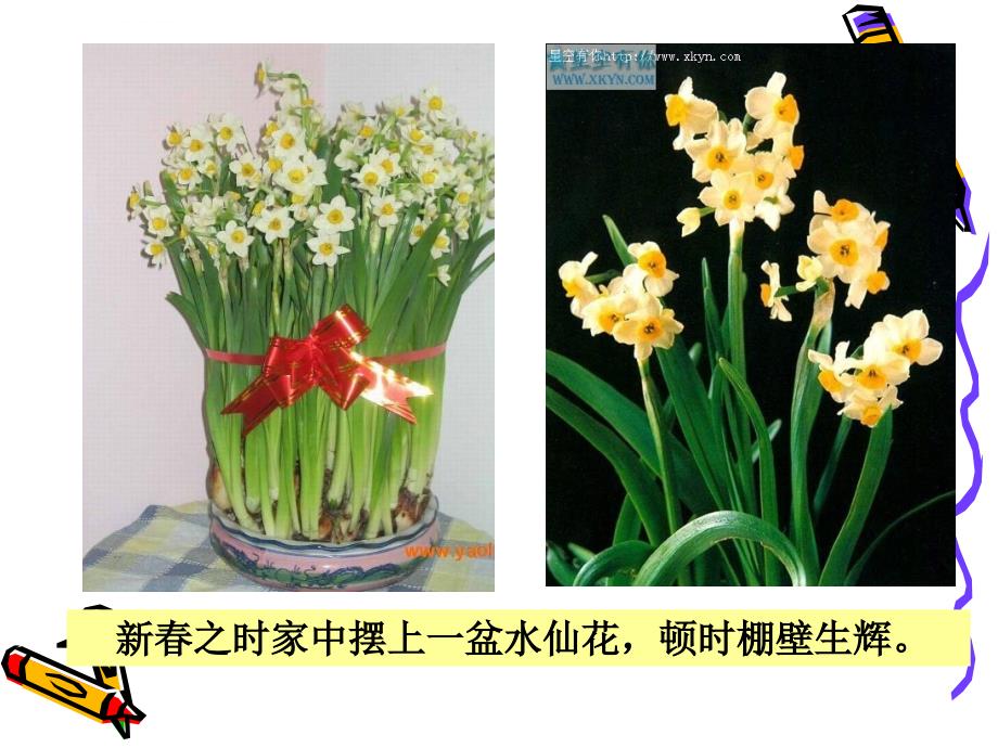 凌波仙子水仙花ppt课件_第4页