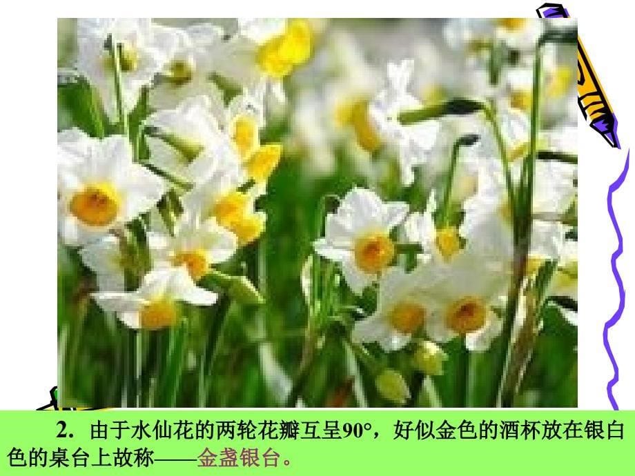 凌波仙子水仙花ppt课件_第5页